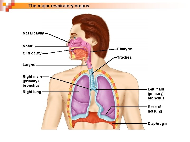  The major respiratory organs Nasal cavity Nostril Oral cavity Pharynx Trachea Larynx Right