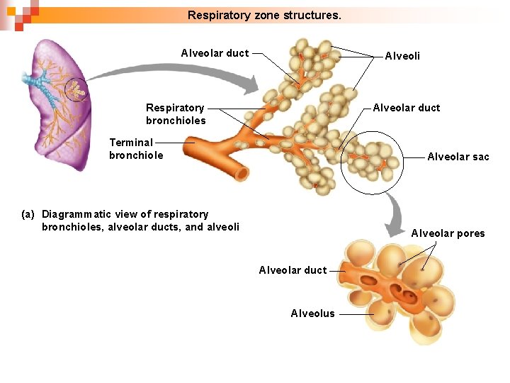  Respiratory zone structures. Alveolar duct Alveoli Alveolar duct Respiratory bronchioles Terminal bronchiole Alveolar