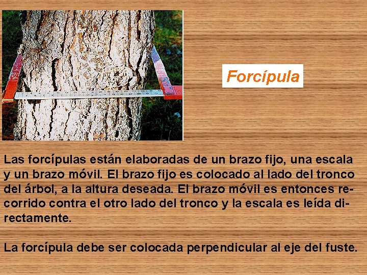 Forcípula Las forcípulas están elaboradas de un brazo fijo, una escala y un brazo