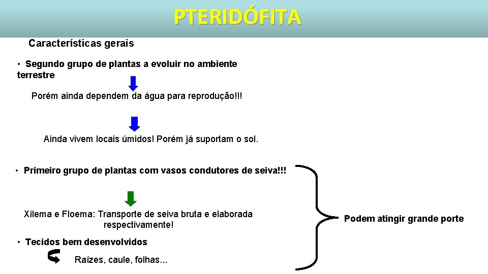 PTERIDÓFITA Características gerais • Segundo grupo de plantas a evoluir no ambiente terrestre Porém