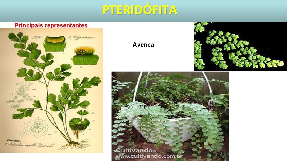 PTERIDÓFITA Principais representantes Avenca 