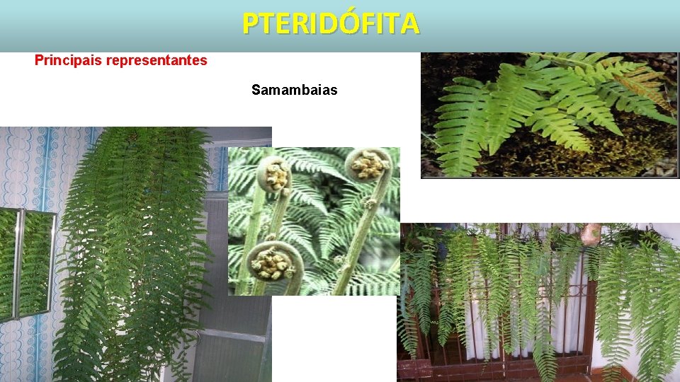 PTERIDÓFITA Principais representantes Samambaias 