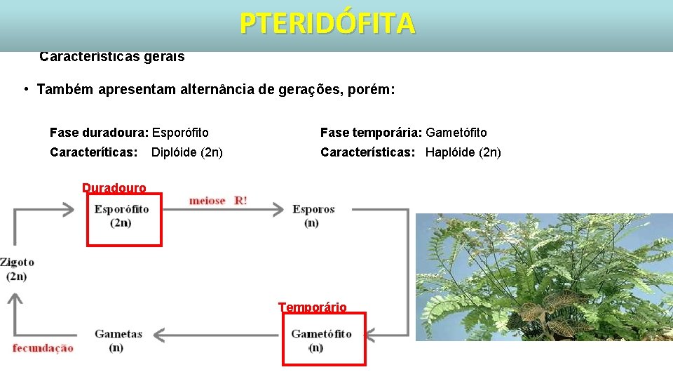 PTERIDÓFITA Características gerais • Também apresentam alternância de gerações, porém: Fase duradoura: Esporófito Fase