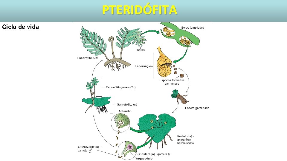 PTERIDÓFITA Ciclo de vida 