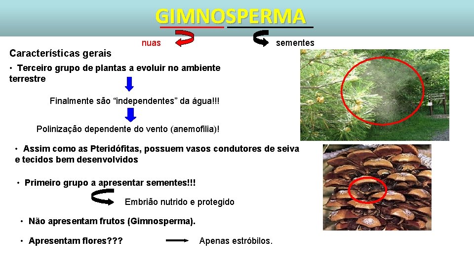 GIMNOSPERMA Características gerais nuas sementes • Terceiro grupo de plantas a evoluir no ambiente