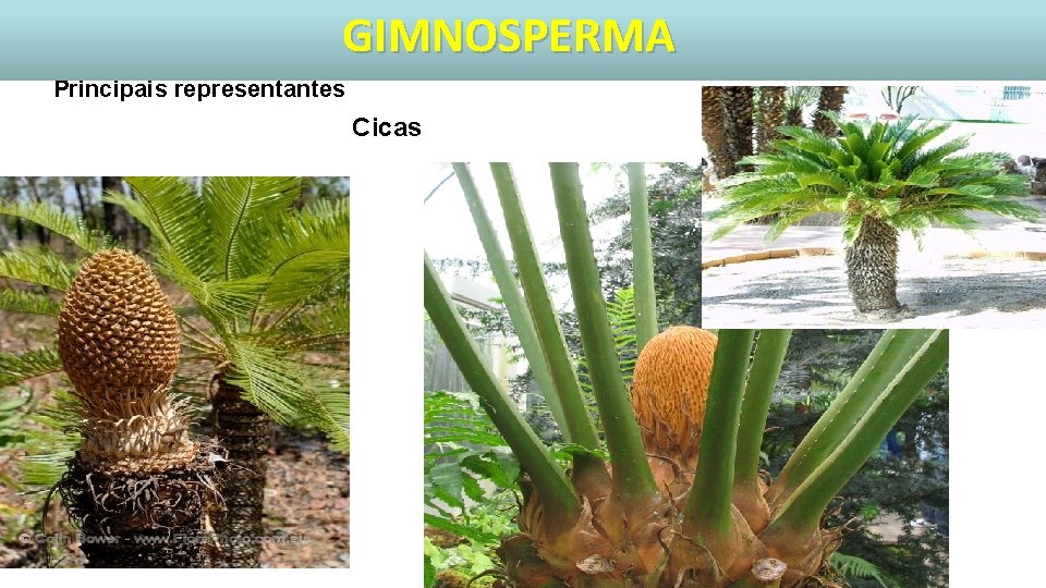 GIMNOSPERMA Principais representantes Cicas 