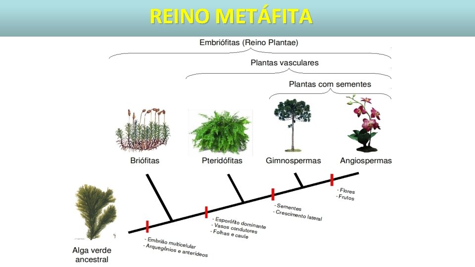 REINO METÁFITA 