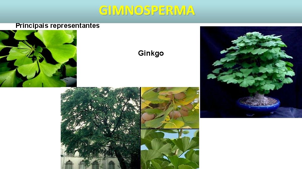 GIMNOSPERMA Principais representantes Ginkgo 