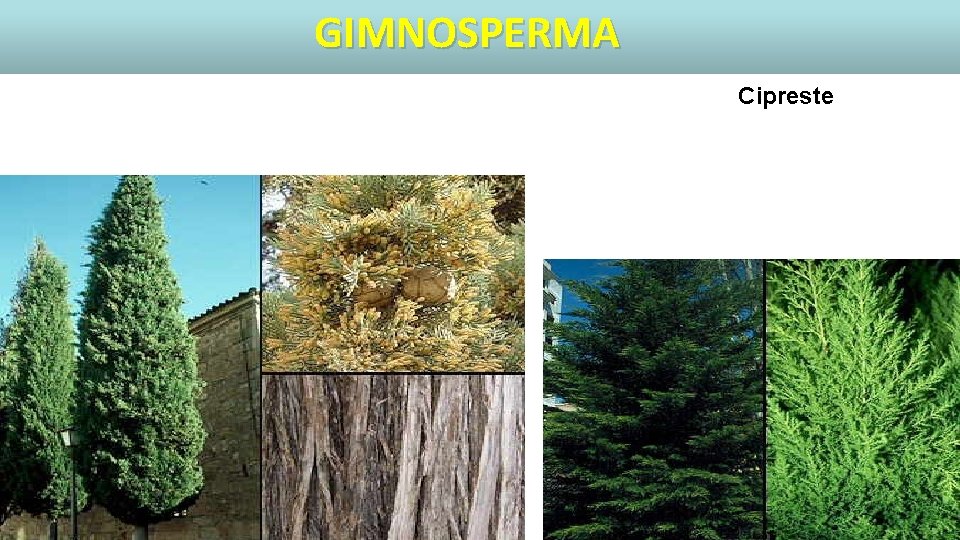 GIMNOSPERMA Principais representantes Cipreste 