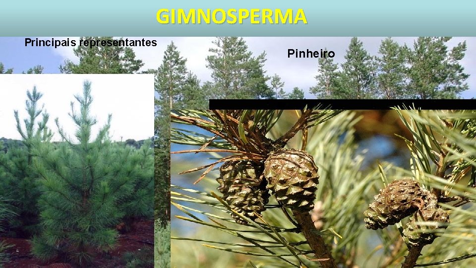 GIMNOSPERMA Principais representantes Pinheiro 