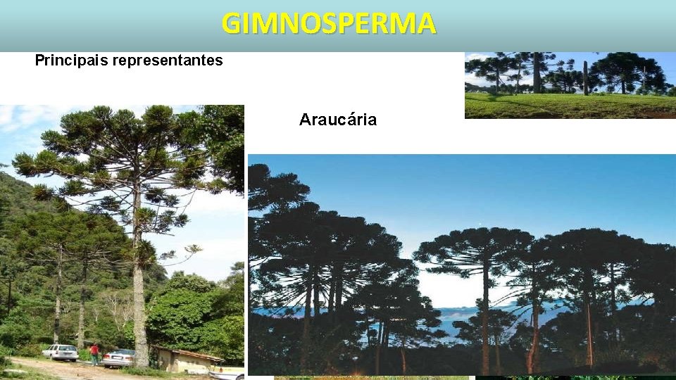 GIMNOSPERMA Principais representantes Araucária 