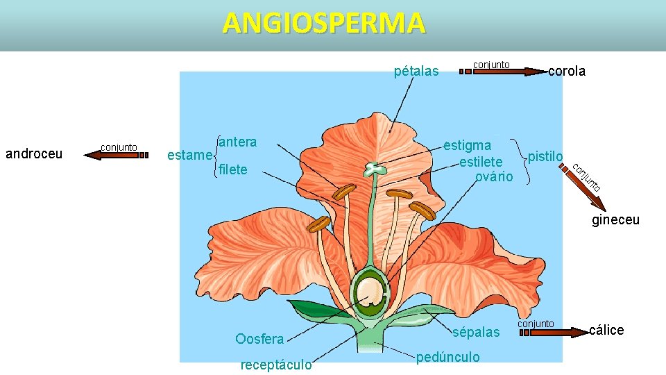 ANGIOSPERMA pétalas androceu conjunto estame antera pistilo to un nj estigma estilete ovário corola