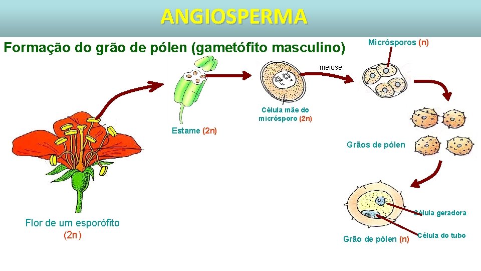 ANGIOSPERMA Formação do grão de pólen (gametófito masculino) Micrósporos (n) meiose Célula mãe do