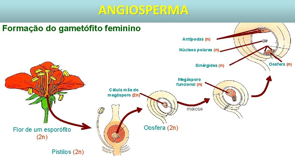 ANGIOSPERMA Formação do gametófito feminino Antípodas (n) Núcleos polares (n) Sinérgides (n) Megásporo funcional