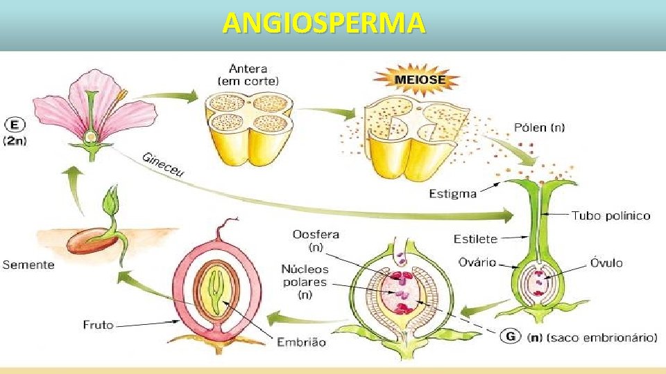 Angiospermas ANGIOSPERMA 