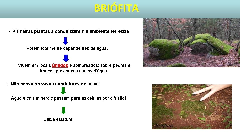 BRIÓFITA • Primeiras plantas a conquistarem o ambiente terrestre Porém totalmente dependentes da água.