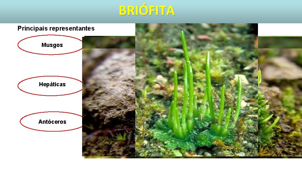 BRIÓFITA Principais representantes Musgos Hepáticas Antóceros 