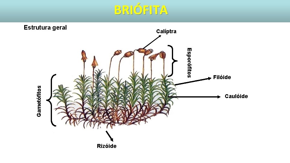 BRIÓFITA Estrutura geral Calíptra Gametófitos Esporófitos Filóide Caulóide Rizóide 