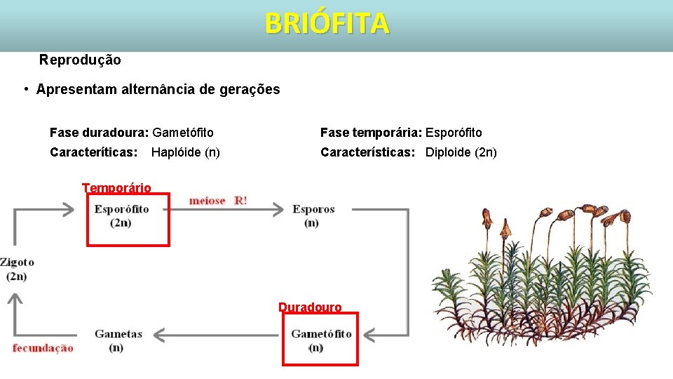 BRIÓFITA Reprodução • Apresentam alternância de gerações Fase duradoura: Gametófito Fase temporária: Esporófito Caracteríticas: