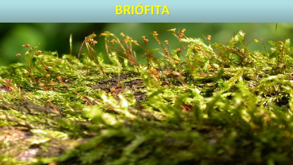 BRIÓFITA 