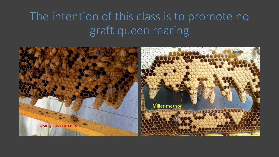 The intention of this class is to promote no graft queen rearing Miller method