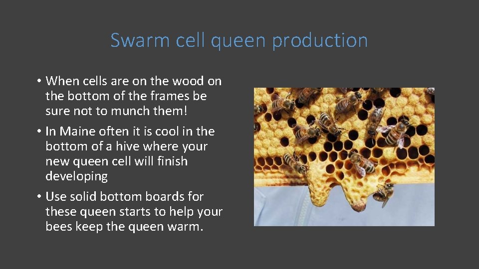 Swarm cell queen production • When cells are on the wood on the bottom