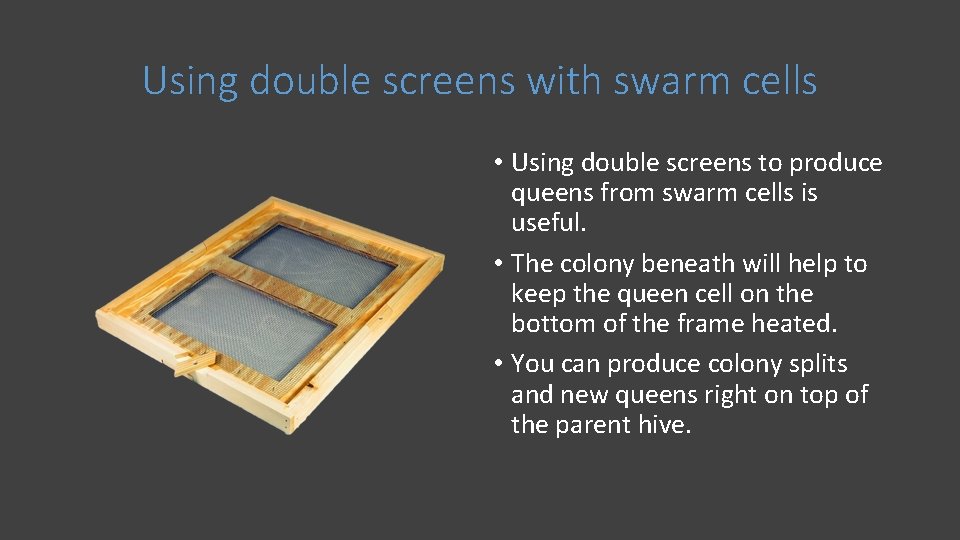 Using double screens with swarm cells • Using double screens to produce queens from