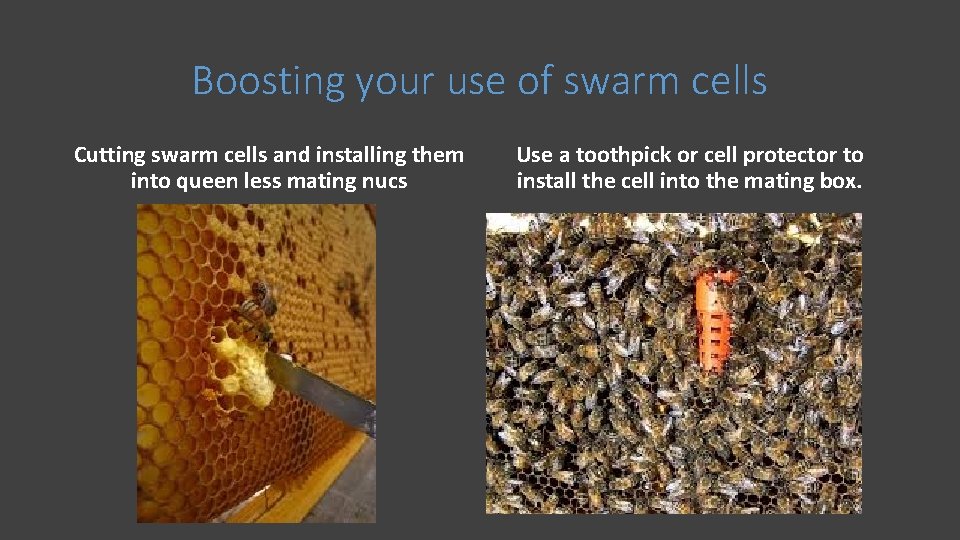 Boosting your use of swarm cells Cutting swarm cells and installing them into queen