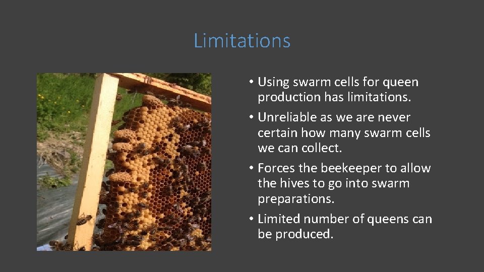 Limitations • Using swarm cells for queen production has limitations. • Unreliable as we