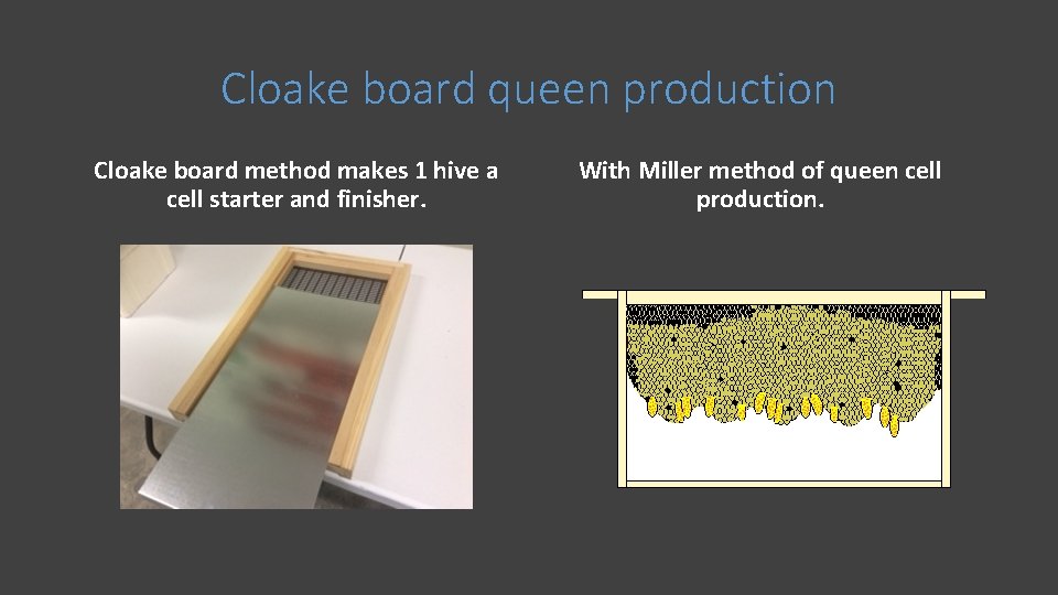 Cloake board queen production Cloake board method makes 1 hive a cell starter and