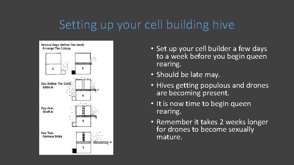 Setting up your cell building hive • Set up your cell builder a few
