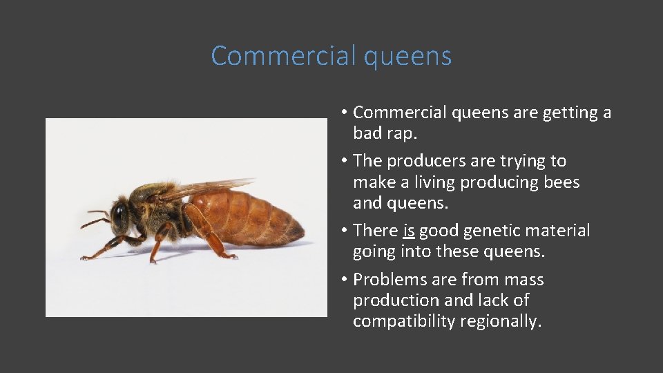 Commercial queens • Commercial queens are getting a bad rap. • The producers are