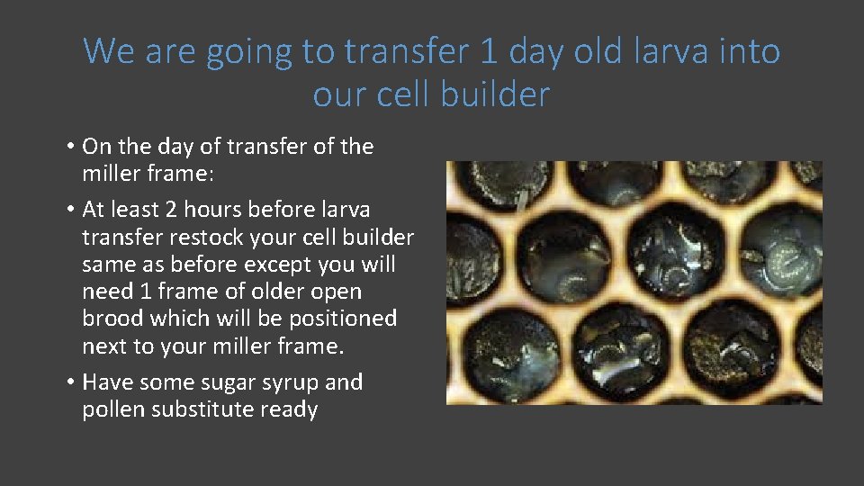 We are going to transfer 1 day old larva into our cell builder •