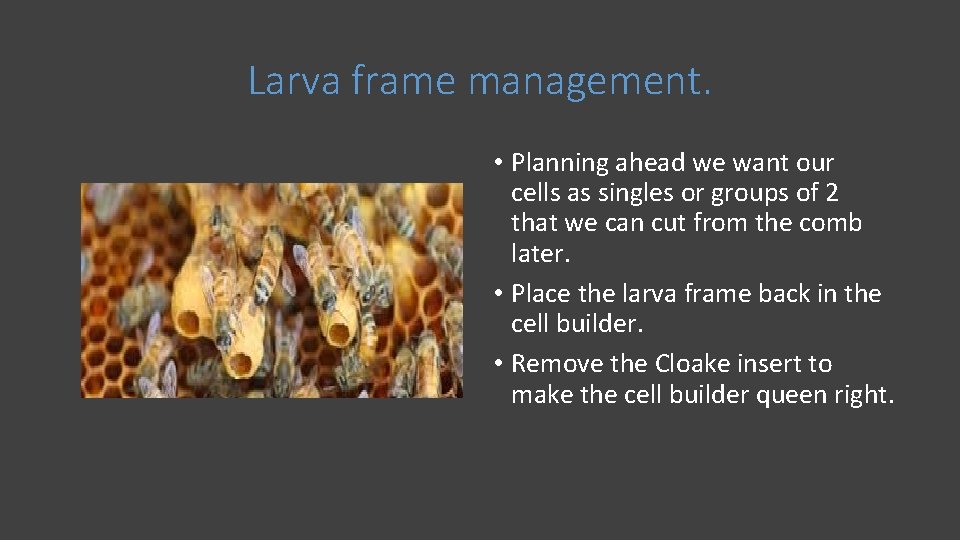Larva frame management. • Planning ahead we want our cells as singles or groups