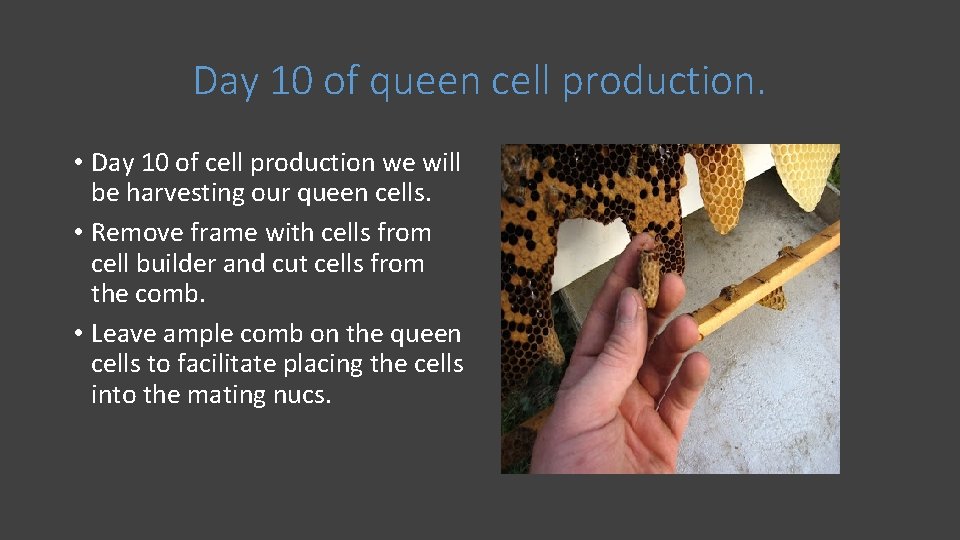 Day 10 of queen cell production. • Day 10 of cell production we will