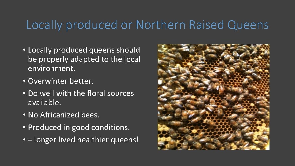 Locally produced or Northern Raised Queens • Locally produced queens should be properly adapted