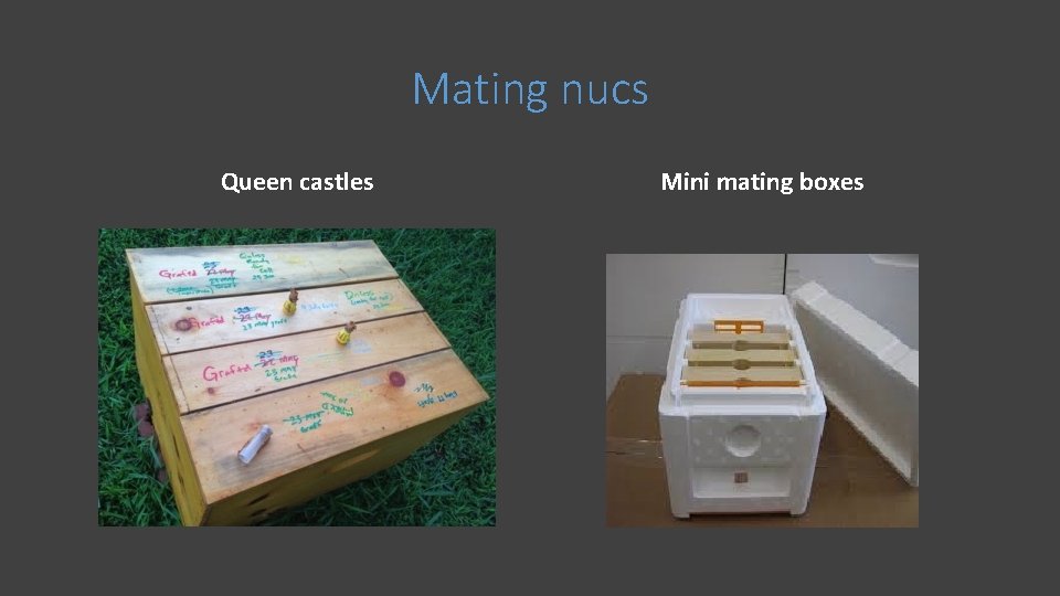 Mating nucs Queen castles Mini mating boxes 