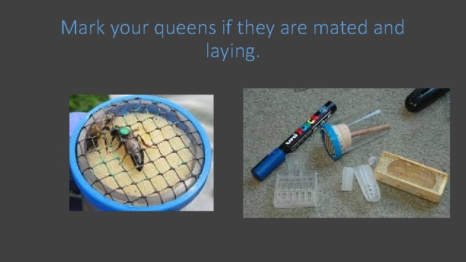 Mark your queens if they are mated and laying. 