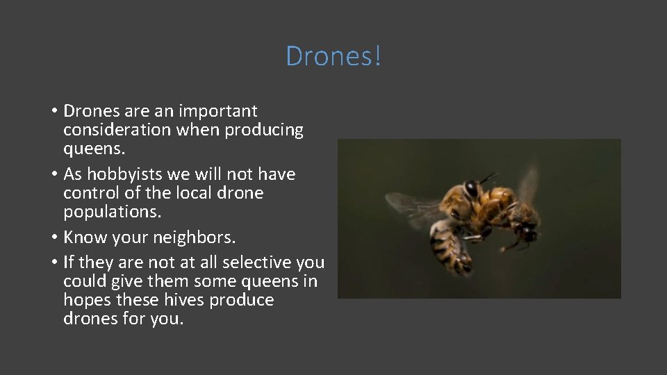 Drones! • Drones are an important consideration when producing queens. • As hobbyists we