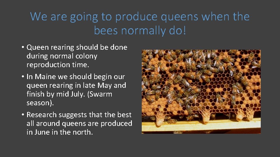 We are going to produce queens when the bees normally do! • Queen rearing