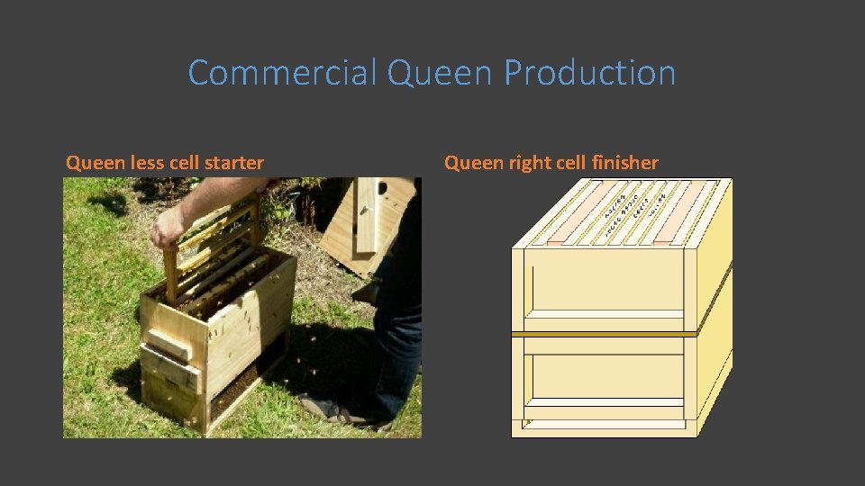 Commercial Queen Production Queen less cell starter Queen right cell finisher 