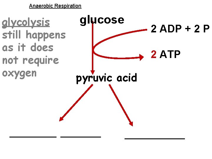 Anaerobic Respiration glycolysis still happens as it does not require oxygen glucose 2 ADP