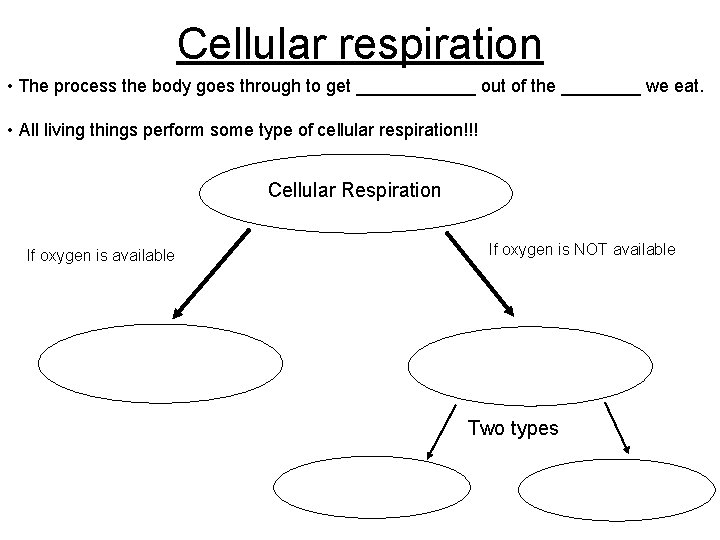 Cellular respiration • The process the body goes through to get ______ out of