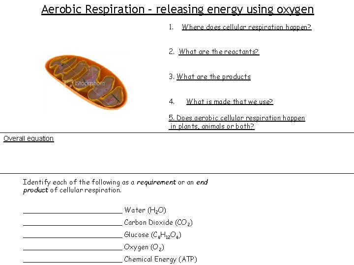 Aerobic Respiration – releasing energy using oxygen 1. Where does cellular respiration happen? 2.