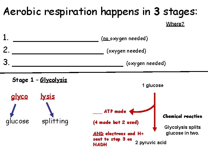 Aerobic respiration happens in 3 stages: Where? _______ (no oxygen needed) 2. _______ (oxygen