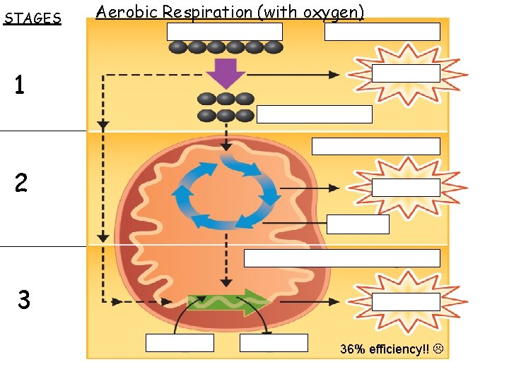 STAGES Aerobic Respiration (with oxygen) 1 2 3 36% efficiency!! 