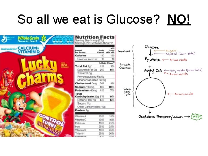 So all we eat is Glucose? NO! 