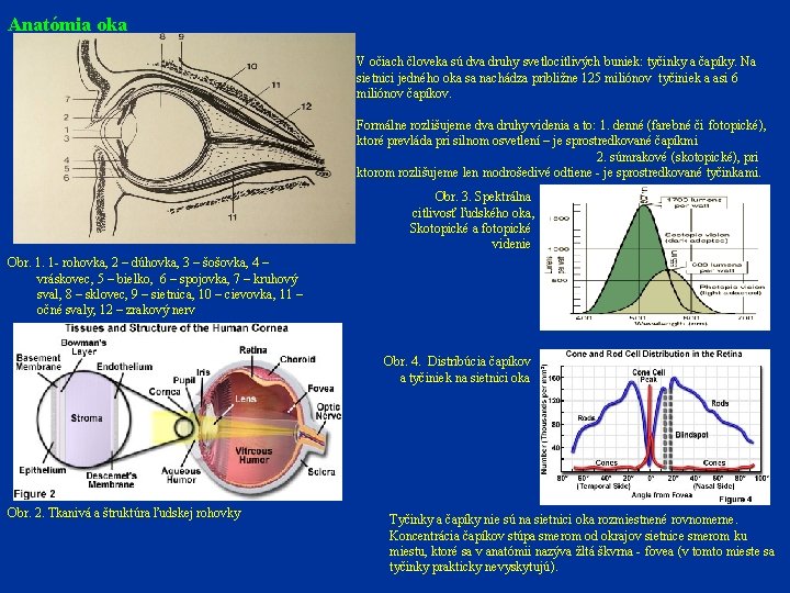 Anatómia oka V očiach človeka sú dva druhy svetlocitlivých buniek: tyčinky a čapíky. Na