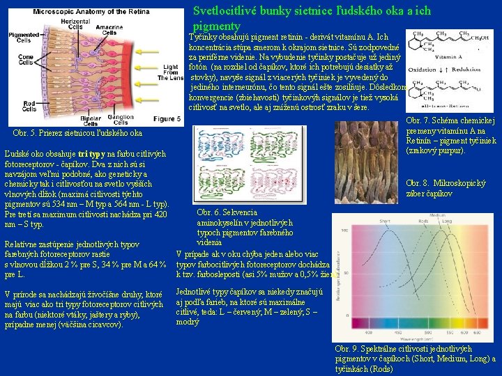 Svetlocitlivé bunky sietnice ľudského oka a ich pigmenty Tyčinky obsahujú pigment retinin - derivát