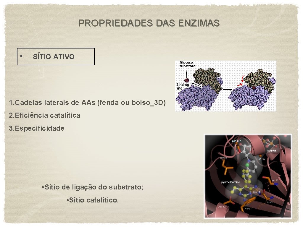 PROPRIEDADES DAS ENZIMAS • SÍTIO ATIVO 1. Cadeias laterais de AAs (fenda ou bolso_3